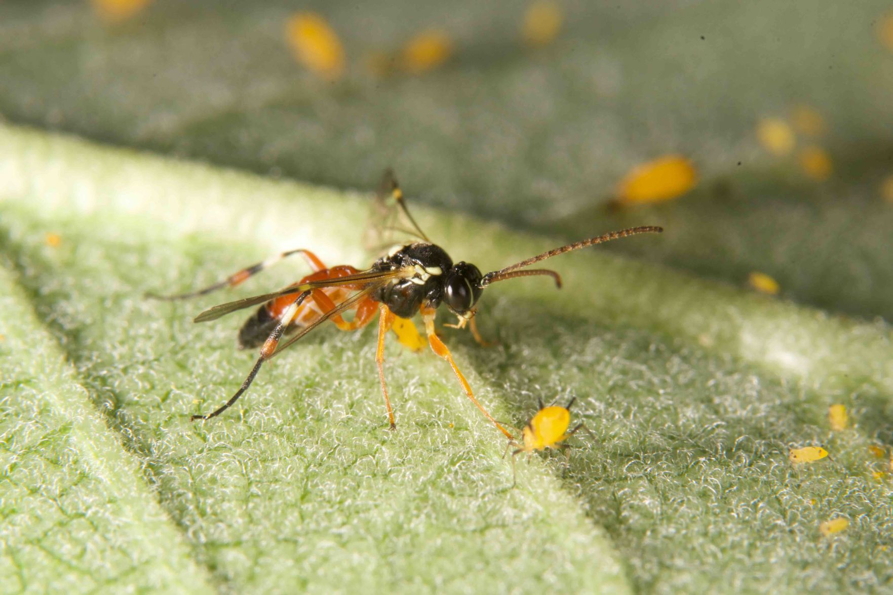 Ichneumon